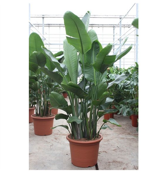 Strelicija nicolai nicolai6 pp without flower fl 250cm 55cm Q4708