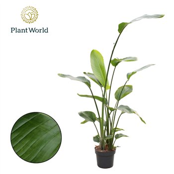 Strelicija nicolai Nicolai 3 PP (without flower) 160-180cm 160cm 24cm Q4709