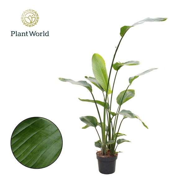 Strelicija nicolai Nicolai 3 PP (without flower) 160-180cm 160cm 24cm Q4709