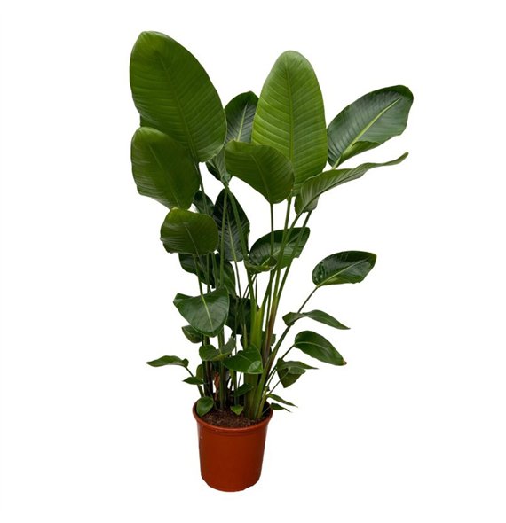 Strelicija nicolai Nicolai 6-stek - 150cm 6 pp 150cm 32cm Q4712