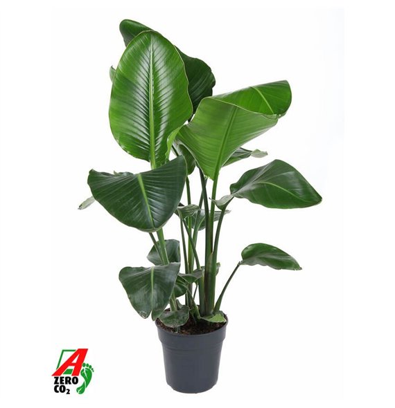 Strelicija nicolai Nicolai P24(without flower)without flower fl 110cm 24cm Q4713