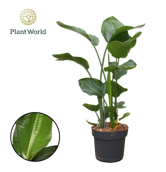 Strelicija nicolai Nicolai 3 PP (without flower) 120-140cm without flower fl 120cm 24cm Q4721