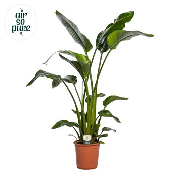 Strelicija nicolai Nicolai p24 (Air so Pure) without flower fl  3 pp 160cm 24cm Q4725
