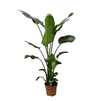 Strelicija nicolai Nicolai p27 - H160-170zonder flower fl  4 pp 160cm 27cm Q4733