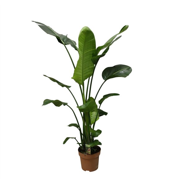 Strelicija nicolai Nicolai p27 - H160-170zonder flower fl  4 pp 160cm 27cm Q4733