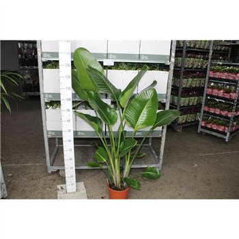 Strelicija nicolai 140cm 24cm Q4738