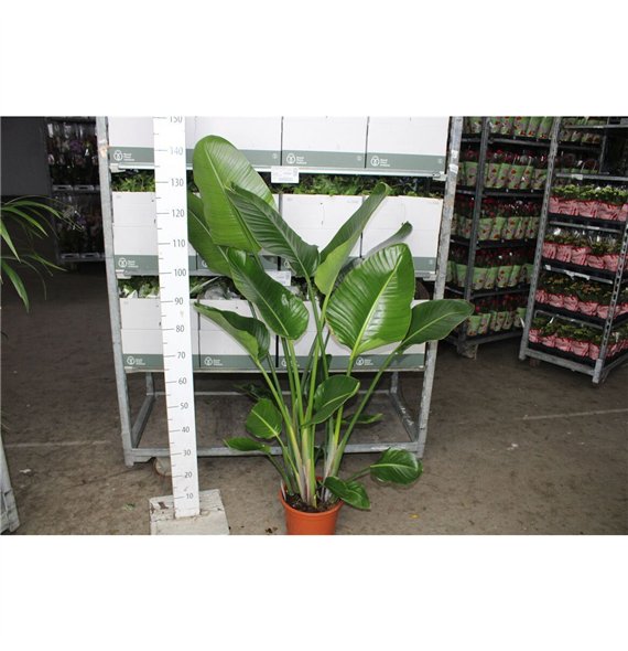 Strelicija nicolai 140cm 24cm Q4738