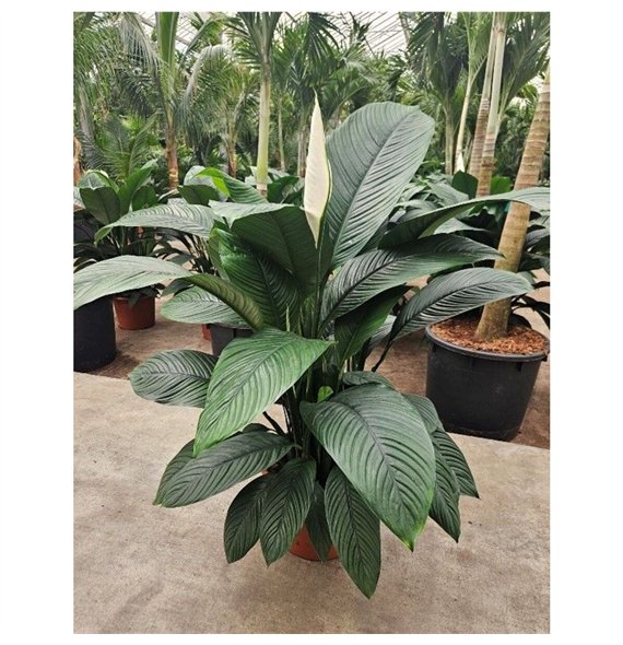 Spatifil sensation Sensationoverige fl 150cm 45cm Q4742