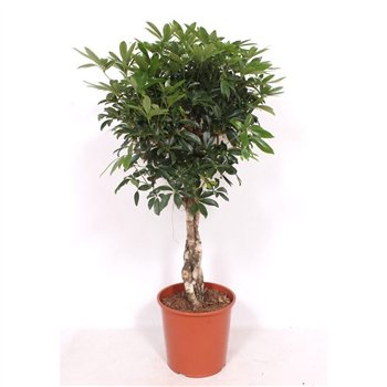 Šeflera arboricola compacta Compacta4 pp 120cm 30cm Q4817