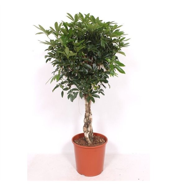 Šeflera arboricola compacta Compacta4 pp 120cm 30cm Q4817
