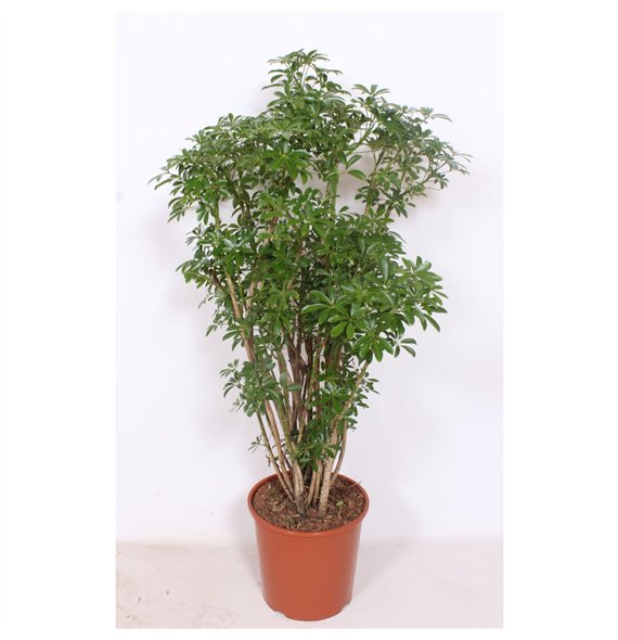 Šeflera arboricola luseana Luseana1 pp 130cm 30cm Q4818