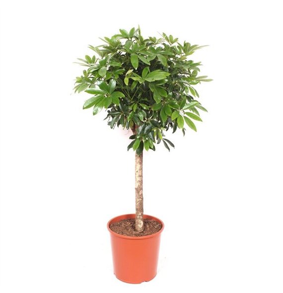 Šeflera arboricola compacta Compacta1 pp 120cm 30cm Q4822