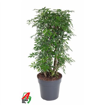 Šeflera arboricola luseana Luseana 2 pp 100cm 27cm Q4823