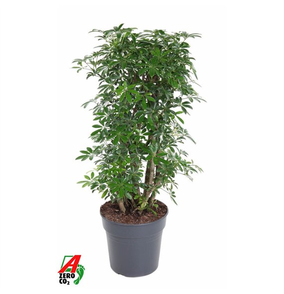 Šeflera arboricola luseana Luseana 2 pp 100cm 27cm Q4823