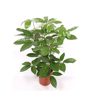 Šeflera actinophylla amate Amate2 pp 80cm 24cm Q4824