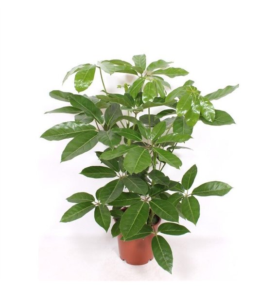 Šeflera actinophylla amate Amate2 pp 80cm 24cm Q4824