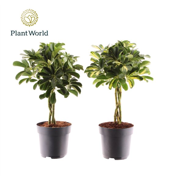 Šeflera arboricola vlecht mix (Gold Capella & Compacta) 3 pp 60cm 17cm Q4825