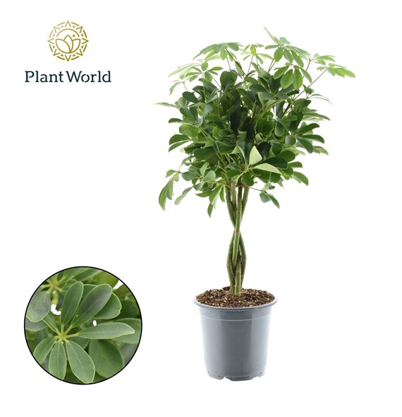 Šeflera arboricola compacta Compacta (Nora) braided stem 4 pp 80cm 21cm Q4826