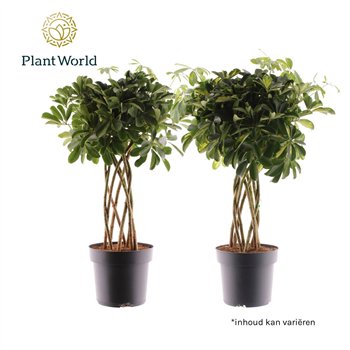 Šeflera arboricola koker mix (Gold Capella & Compacta Nora) 8 pp 85cm 24cm Q4828