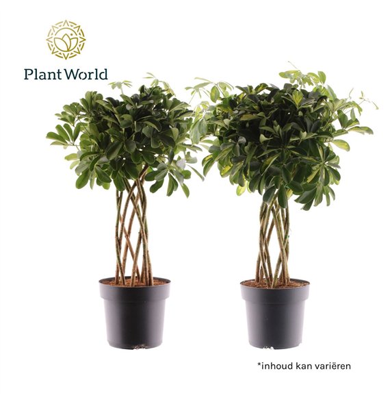 Šeflera arboricola koker mix (Gold Capella & Compacta Nora) 8 pp 85cm 24cm Q4828