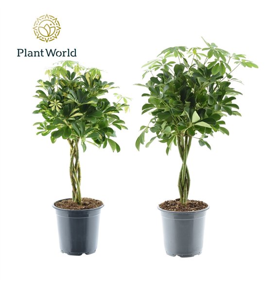 Šeflera arboricola braided stem mix 4 pp 75cm 21cm Q4829