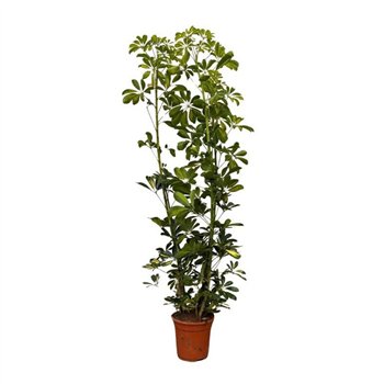 Šeflera arboricola gold capella Arboricola Gold Capella - 180cm 150cm 21cm Q4836