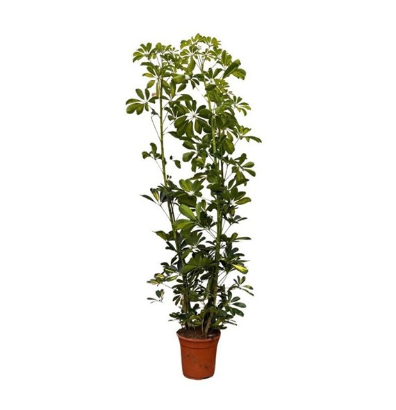 Šeflera arboricola gold capella Arboricola Gold Capella - 180cm 150cm 21cm Q4836