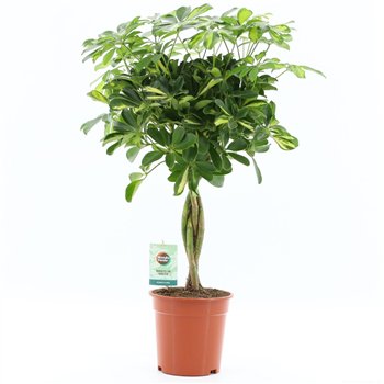 Šeflera arboricola gold capella Gold Capella 4 pp 75cm 19cm Q4841