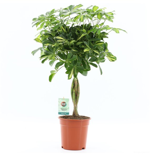 Šeflera arboricola gold capella Gold Capella 4 pp 75cm 19cm Q4841