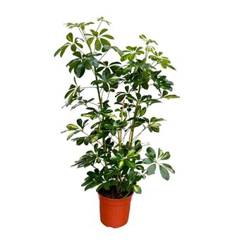 Šeflera arboricola gold capella Arboricola Gold Capella toef - 80cm 3 pp 80cm 21cm Q4842