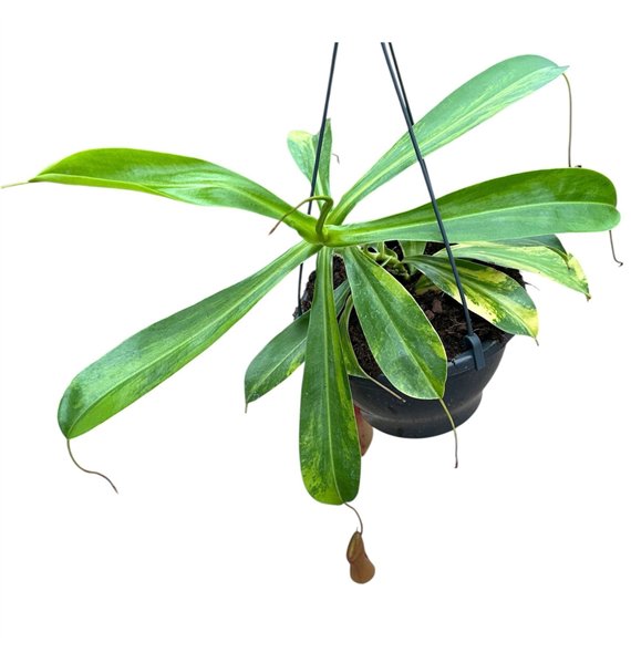 Nepenthes Alata Aurea 1 pp 40cm 20cm Q4848