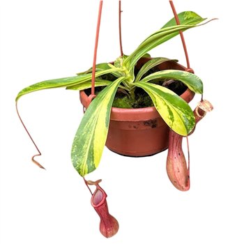 Nepenthes alata Alata Aurea 10 fl 45cm 14cm Q4849