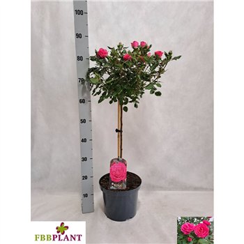 Vrtnica rosa other stem Pink 100cm 23cm Q4908
