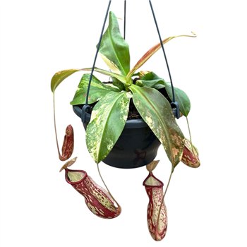Nepenthes Gaya Variegata 1 pp 40cm 20cm Q4938