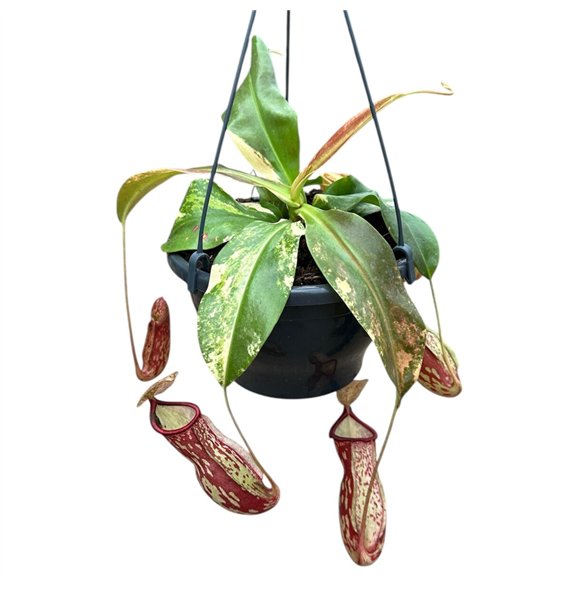 Nepenthes Gaya Variegata 1 pp 40cm 20cm Q4938