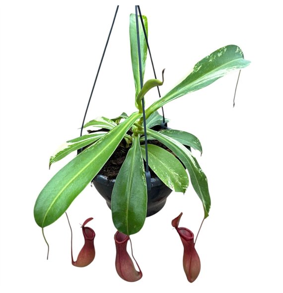 Nepenthes Alata Variegata 1 pp 40cm 20cm Q4939