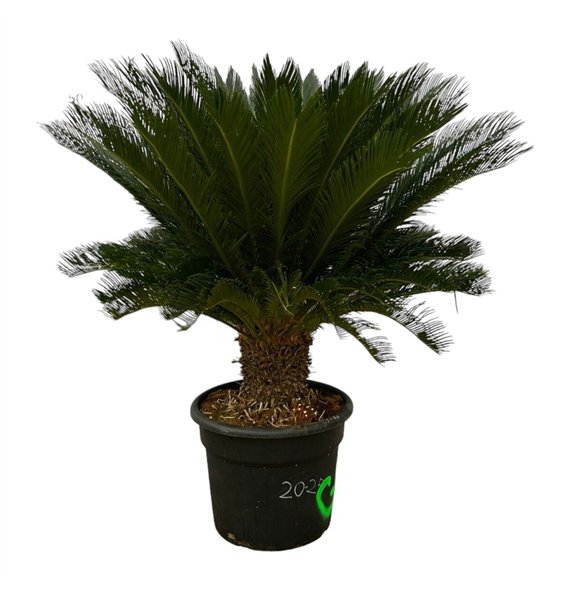 Palma Cikas revoluta Revoluta - 140cm 40 leaf 140cm 55cm Q4944