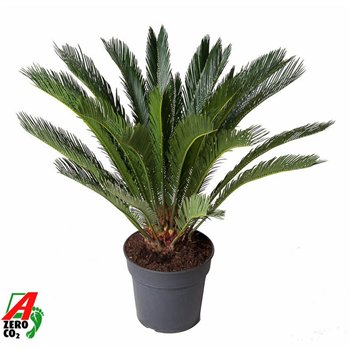 Palma Cikas revoluta Revoluta16 leaf 100cm 30cm Q4945