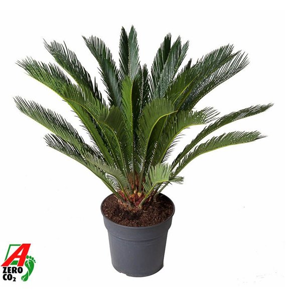 Palma Cikas revoluta Revoluta16 leaf 100cm 30cm Q4945