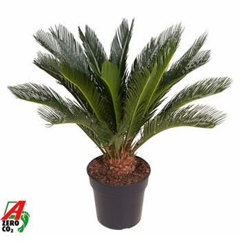 Palma Cikas revoluta Revoluta P27blad 90cm 27cm Q4946