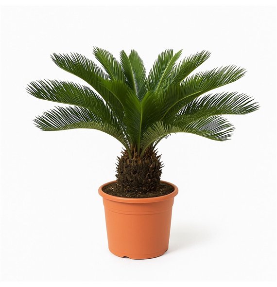 Palma Cikas revoluta Revoluta - 70cm 12 leaf 70cm 24cm Q4947