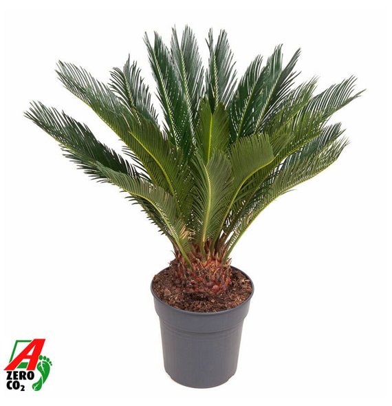 Palma Cikas revoluta Revoluta P2414 leaf 1 pp 80cm 24cm Q4949