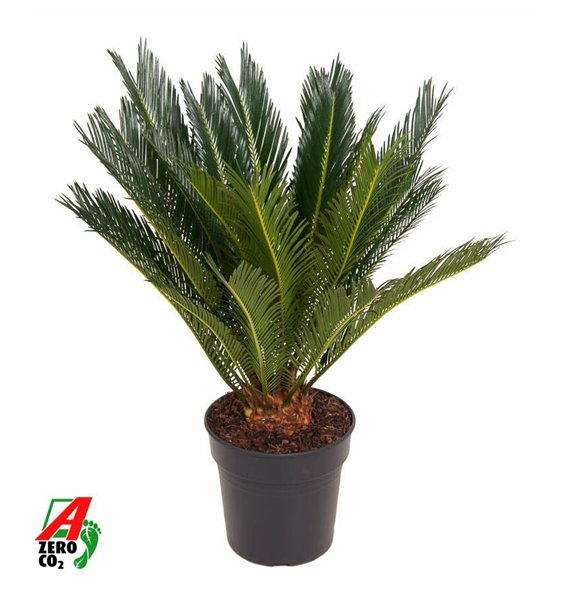 Palma Cikas revoluta Revoluta P2112 leaf 1 pp 70cm 21cm Q4950