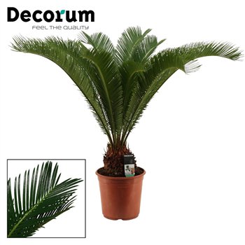 Palma Cikas revoluta 24 cm  17+ springs (Decorum) 17 leaf 70cm 24cm Q4952