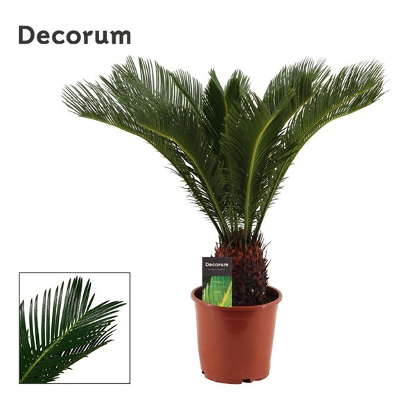 Palma Cikas revoluta 19cm - 15+ springs 50cm 19cm Q4956