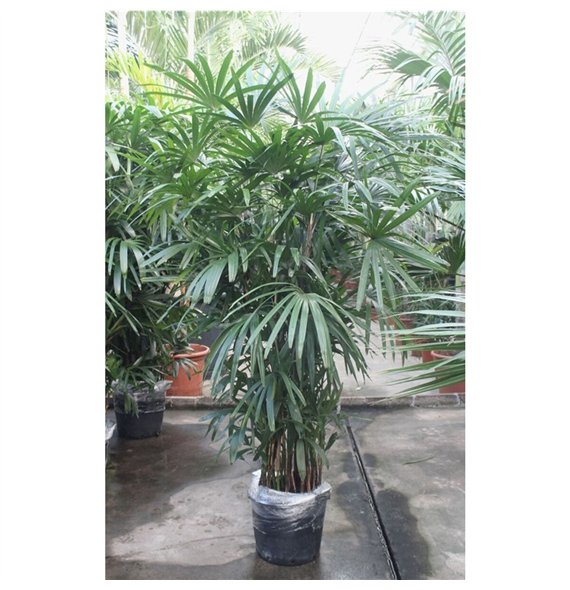 Rhapis excelsa excelsa8 pp 250cm 44cm Q4958
