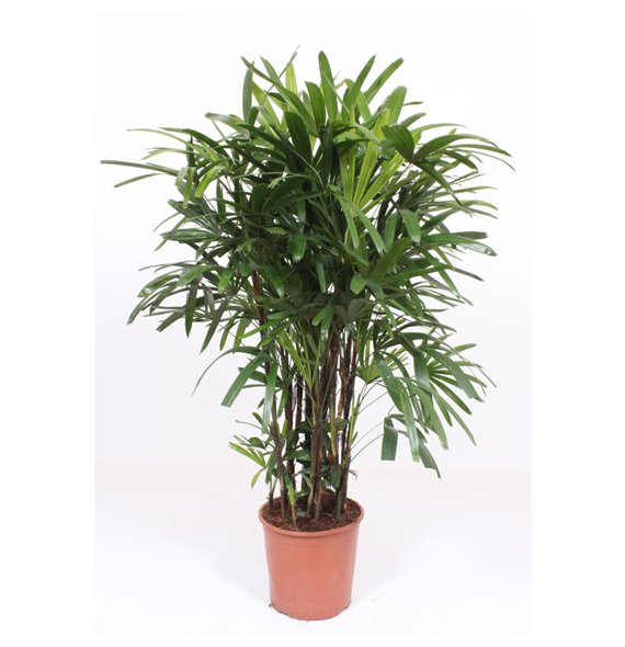 Rhapis excelsa excelsa14 pp 160cm 30cm Q4959