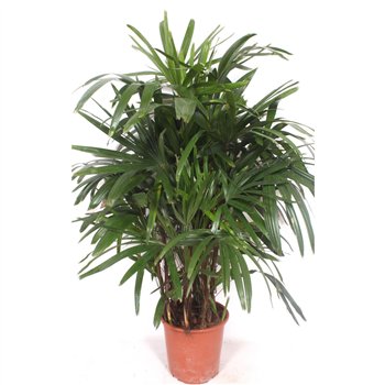 Rhapis excelsa excelsa12 pp 140cm 27cm Q4960