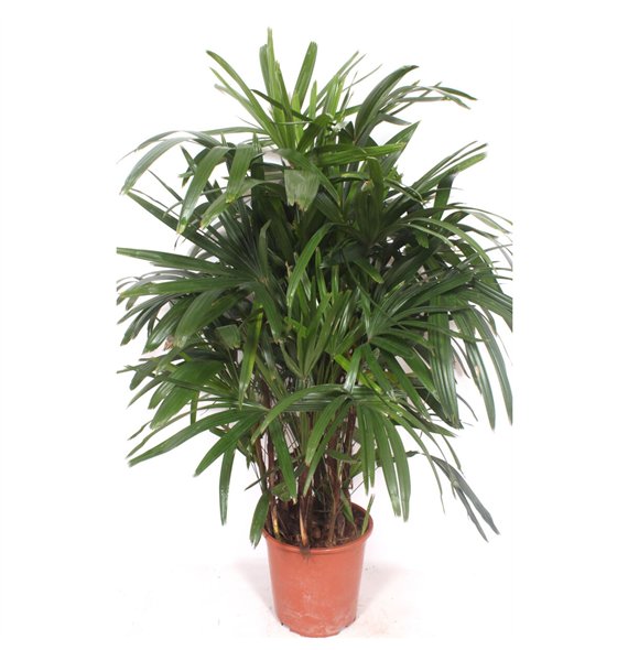 Rhapis excelsa excelsa12 pp 140cm 27cm Q4960
