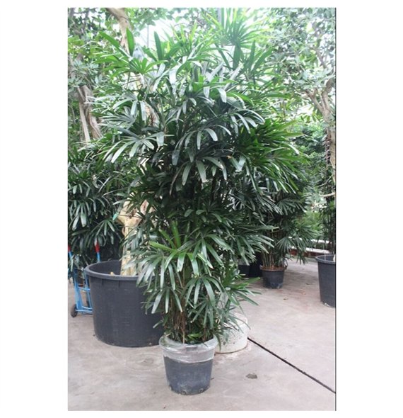Rhapis excelsa excelsa10 pp 300cm 55cm Q4961